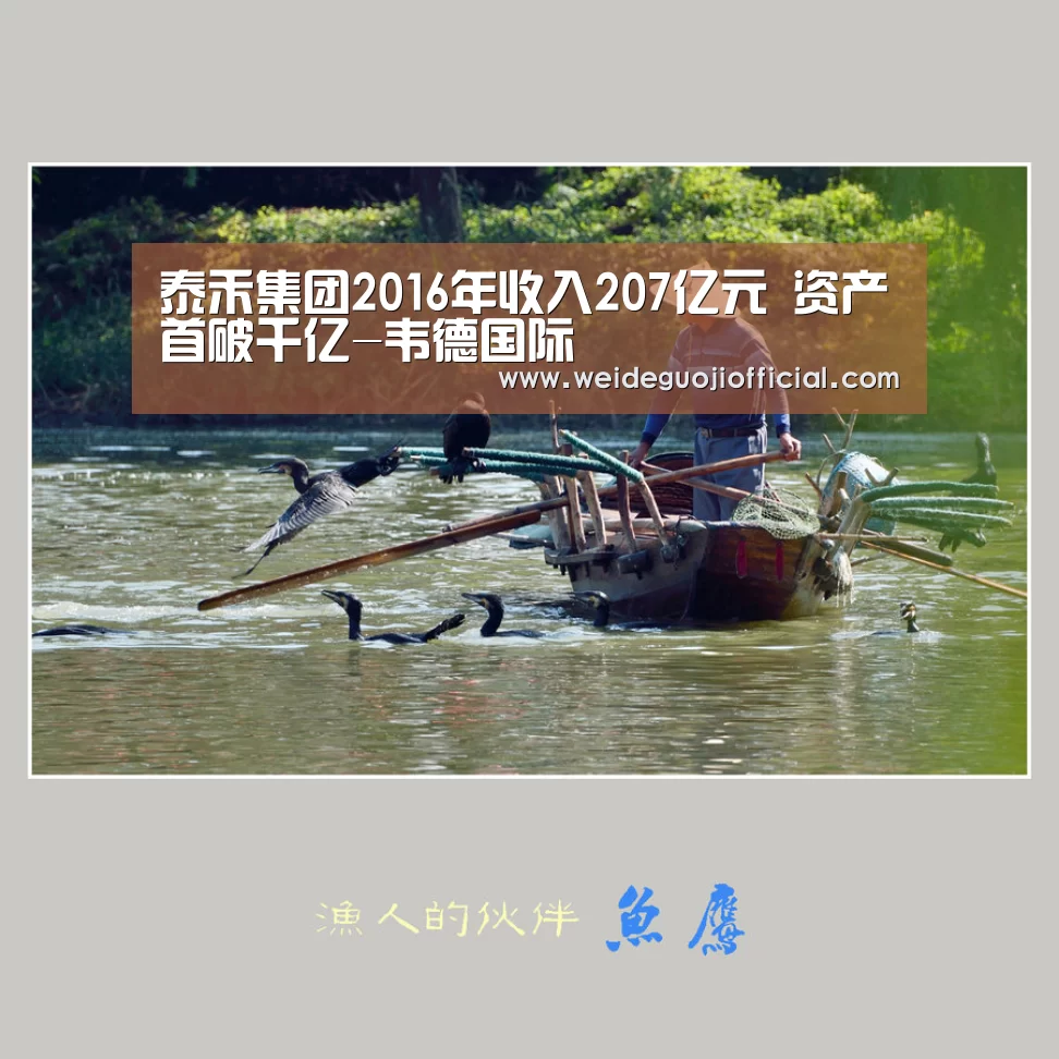 泰禾集团2016年收入207亿元 资产首破千亿-韦德国际(图3) 韦德体育